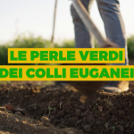 Le perle verdi dei Colli Euganei